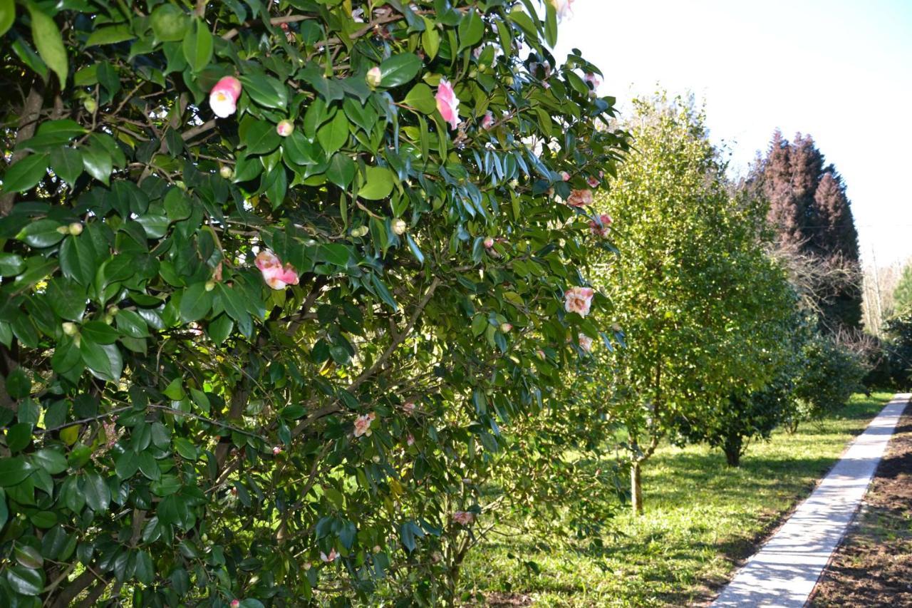 Bed and Breakfast Quinta D'Avo Amelia Alquerubim Экстерьер фото